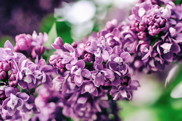 Spring lilac flowers