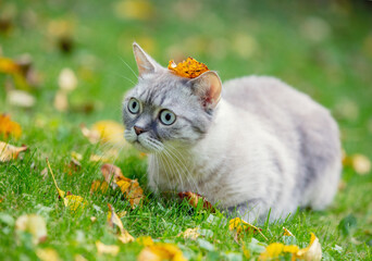 Naklejka na ściany i meble Cat with a leaf on the head outdoors in the autumn garden. Cat lying on the grass with fallen leaves
