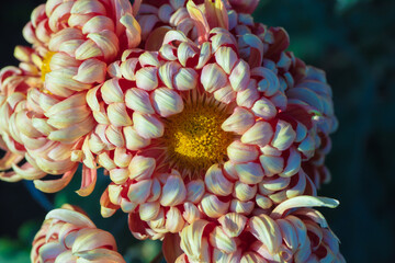 Beautiful  pink chrysanthemums close up in autumn Sunny day in the garden. Autumn flowers. Flower head