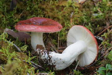 Tall russula, Russula paludosa, also known as the hintapink brittlegill, a delicious wild mushroom from Finland