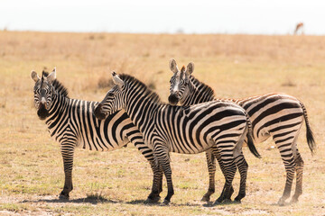 Fototapeta na wymiar three zebras standing sideways looking at photographer (funny trio)