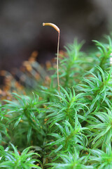 Atrichum undulatum, known as the common smoothcap moss