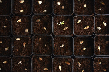 Seed tangerine seeds in citros soil.