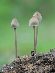 Panaeolus papilionaceus, Petticoat Mottlegill, a dung mushroom from Finland