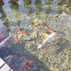 goldfish in water pond in park