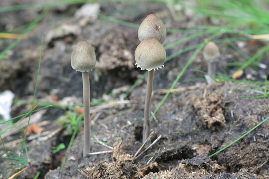 Panaeolus papilionaceus, Petticoat Mottlegill, a dung mushroom from Finland