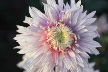 Beautiful  pink chrysanthemums close up in autumn Sunny day in the garden. Autumn flowers. Flower head
