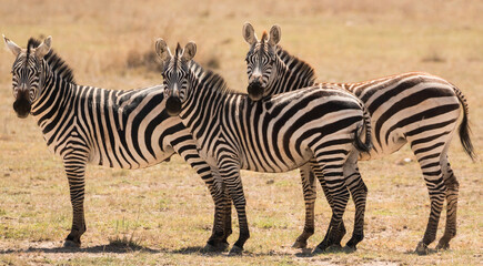 Fototapeta na wymiar three zebras standing in dry environment looking at photographer (funny trio)
