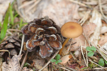 Fototapeta premium Strobilurus stephanocystis, known as russian conecap, wild mushroom from Finland