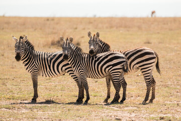 Fototapeta na wymiar three zebras standing in savannah looking at photographer (funny trio)