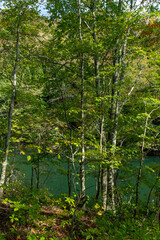 Fototapeta premium 青森県 白神山地 十二湖のブナ林