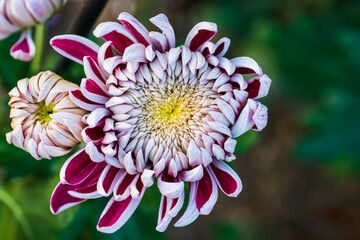 Beautiful  pink chrysanthemums close up in autumn Sunny day in the garden. Autumn flowers. Flower head