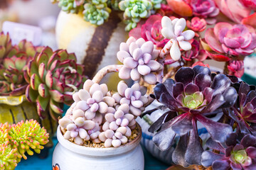 Miniature succulent plants (succulent cactus) at the garden