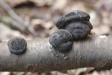 Daldinia concentrica, known as King Alfred's cake, carbon balls, and coal fungus