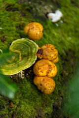 青森県　白神山地　十二湖のブナ林の野生のキノコ