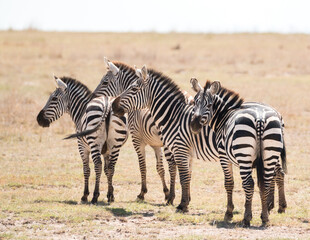 Fototapeta na wymiar zebras standing in dry environment looking at photographer (funny trio)