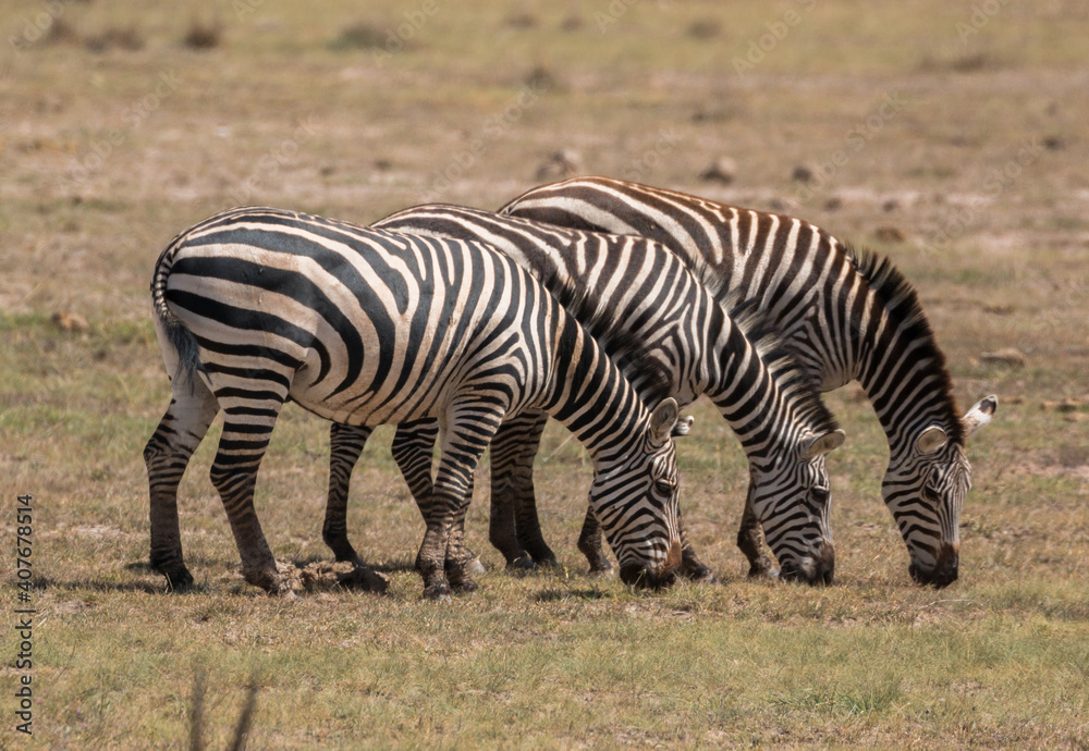 Wall mural three zebras eating simultaneously (funny trio)