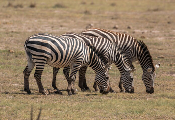 Fototapeta na wymiar three zebras eating simultaneously (funny trio)