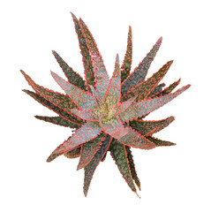 Obraz premium Haworthia limifolia cactus planted isolated on white, top view