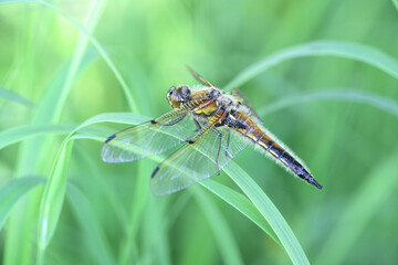 Libellula quadrimaculata, known in Europe as the four-spotted chaser and in North America as the four-spotted skimmer