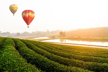 The green tea field in the morning and colorful balloons floating in the beautiful sky, natural backgrounds.