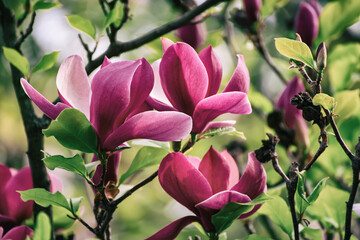 Magnolia spring flowers