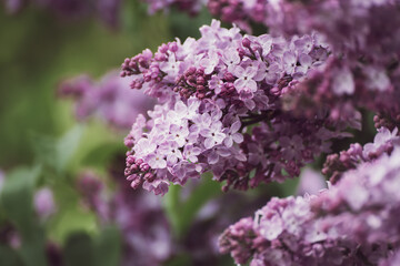 Spring lilac flowers