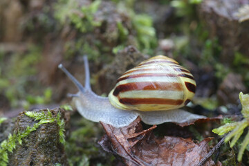 Cepaea hortensis, known as garden banded snail or white-lipped snail, photographed in March in Finland