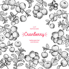 Cranberries sketch frame vector illustration. Hand drawn cranberry berries. Vintage style design. Organic food, healthy food.