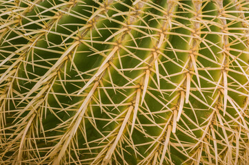 cactus close up