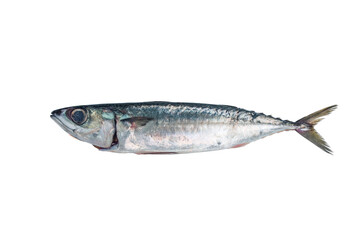 fresh fish mackerel