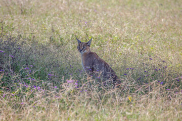 Caracal resting in the shadow in Ngorongoro National Park of Tanzania...