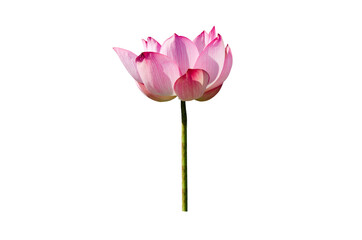 Pink lotus flower isolated on white background with Clipping Paths.
