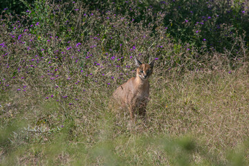 Caracal resting in the shadow in Ngorongoro National Park of Tanzania...