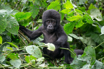 Mountain Gorilla in Bwindi National Park of Uganda...