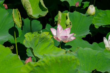 Lotus flower and green leaves lotus nature background in pond panoramic. Blank copy space