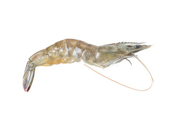 fresh shrimp prawn white background