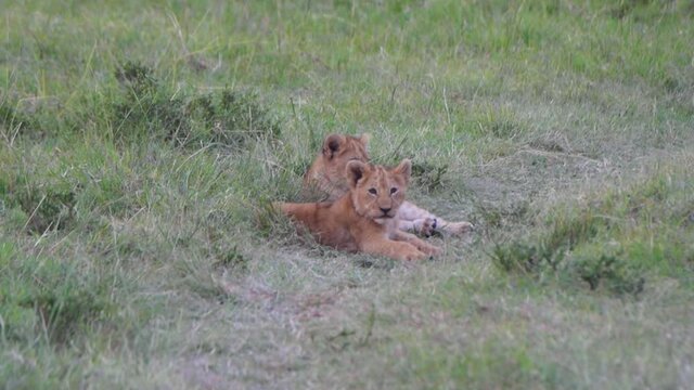 Lion cub at Masai Mara, Kenya