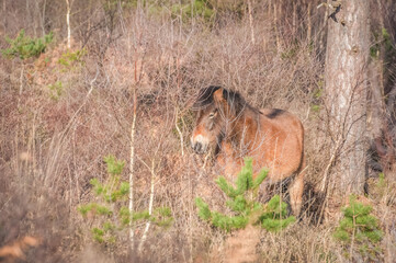 Free-roaming Exmoor pony in autumnal woodland