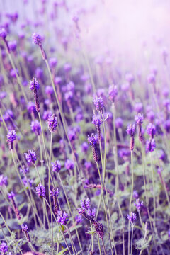 sunset violet lavender field provence hokkaido (3) © Aprilia