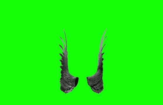 dark black real angel wings, loops, fantasy fairy wings with a green screen
