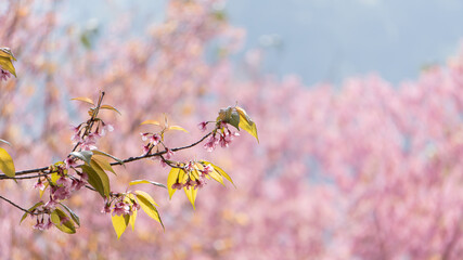 Beautiful pink cherry blossoms, blurred background, winter blossoms