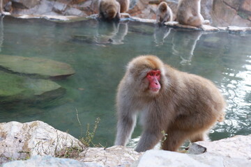 The Japanese macaque
