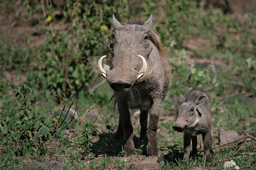 Common Warthog (Phacochoerus africanus) female with young piglet in african savanna, Serengeti National Park, Tanzania