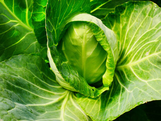 head of cabbage on the field