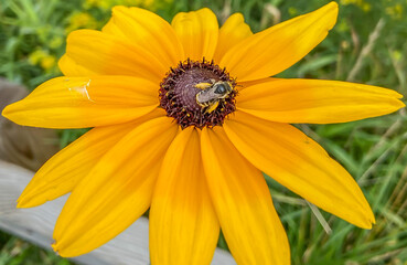 yellow flower in the garden