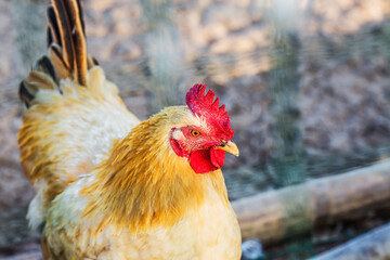 hen animal (1)
