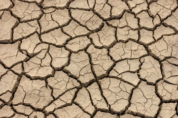 isolated  daisy flower in dry cracked earth