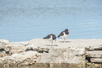 A couple of oystercatchers perched on a rock        