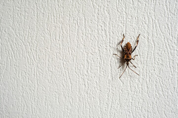 Bug crawling on rough wall
